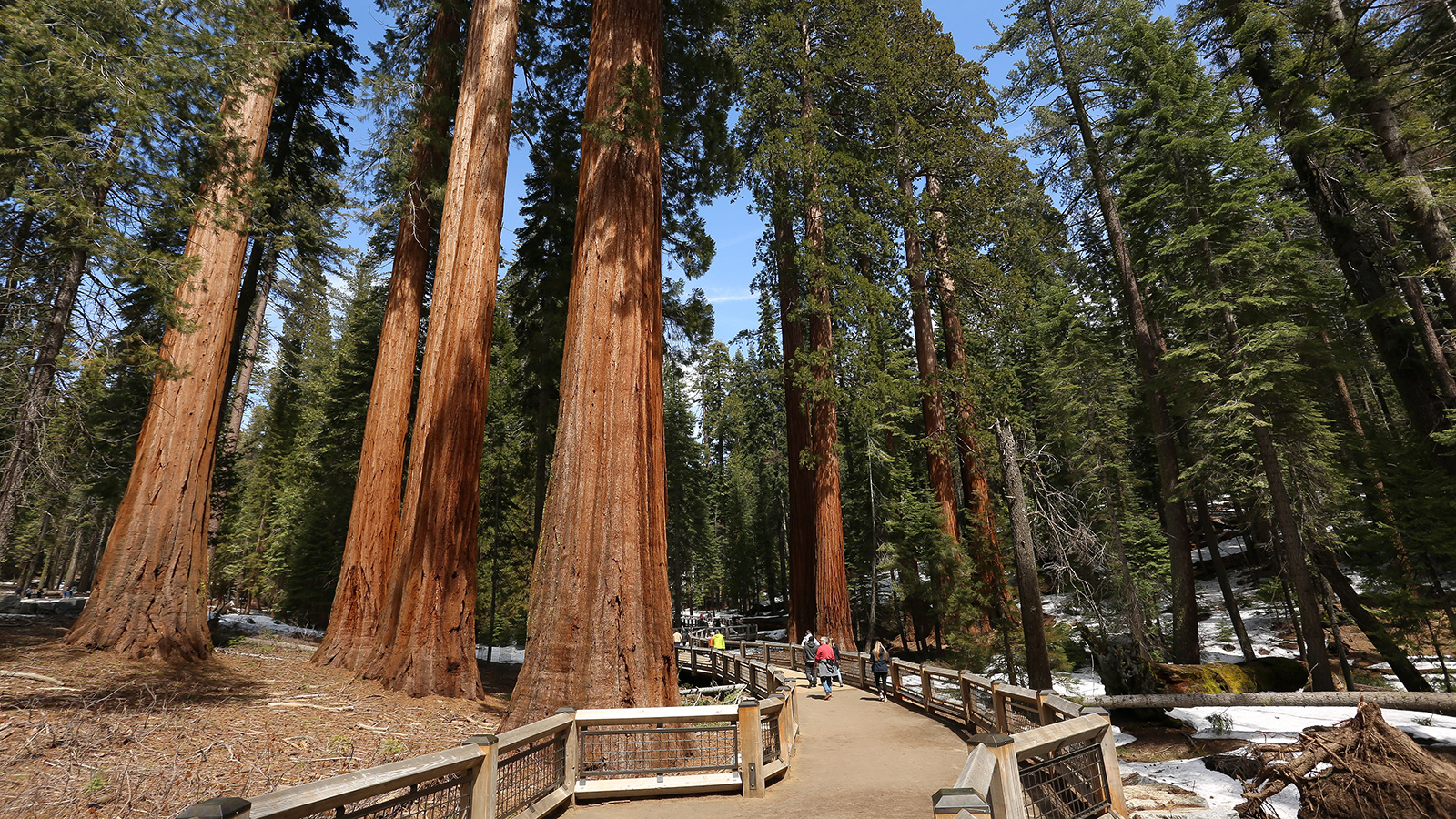 Sequoia